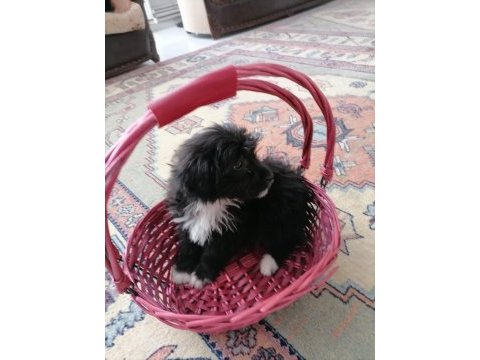 Terrier maltese 4 aylık erkektir