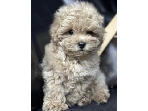 Maltipoo safkan