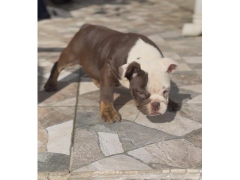 Egzotik ingiliz bulldog yavrularımız