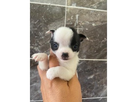 Teacup orjinal chihuahua yavrular