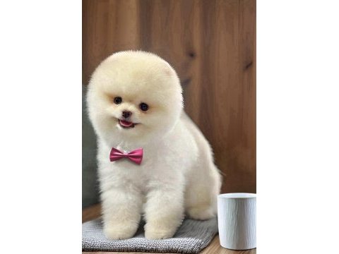 Beyaz erkek orjinal pomeranian ırk garantili gel gör al