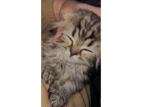 Scottish longhair golden tabby