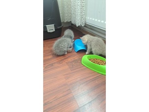 1 dişi ve 1 erkek kediler