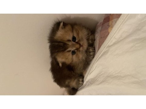 Nadir bulunan cinsler british longhair