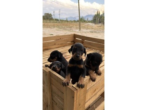 A kalite doberman yavruları