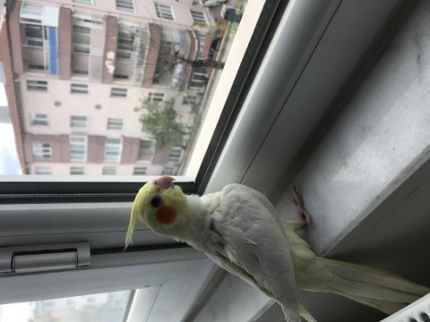 Yavru sultan papağanları yeni yeme düşmüş