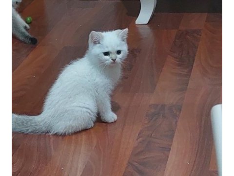Birbirinde sevimli oyuncu bebek kediler