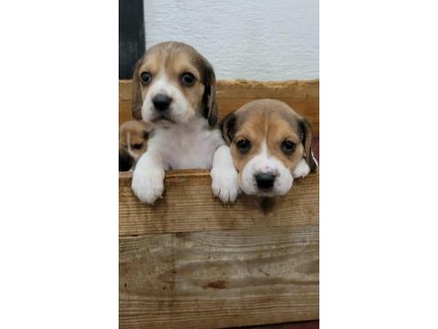 Beagle yavrularımız ırk garantilidir