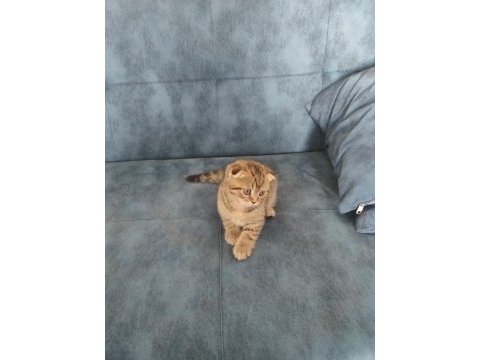 2 aylık golden spotted scottish fold