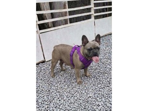 Kurulu düzen damızlık french bulldoglar