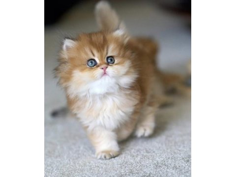 Emsalsiz golden ny12 golden longhair 
