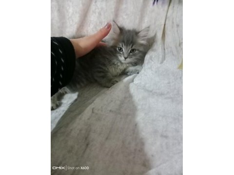 British shorthair 2.5 aylık yavru