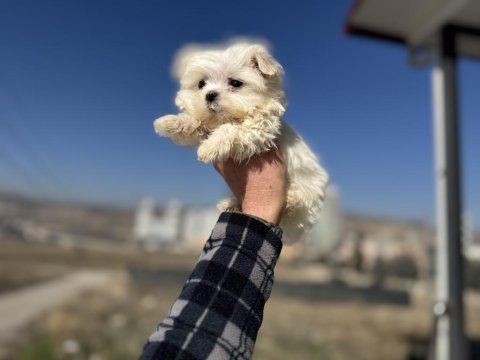 Petmode köpek çiftliğinden kore kan maltese