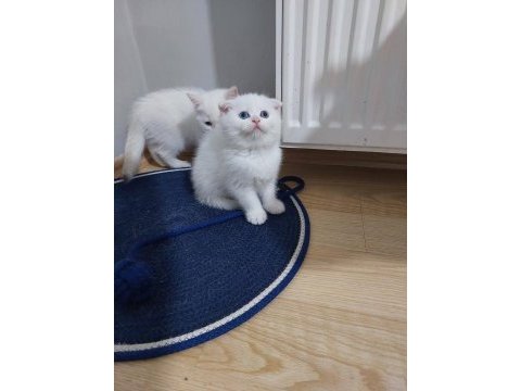 Scottish fold paşam uyguna verilecek