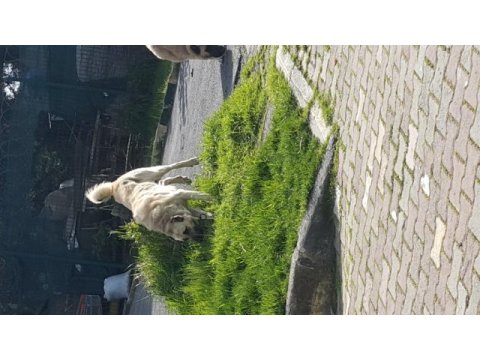 Kendi sivastan getirilmiş kangal yavrular