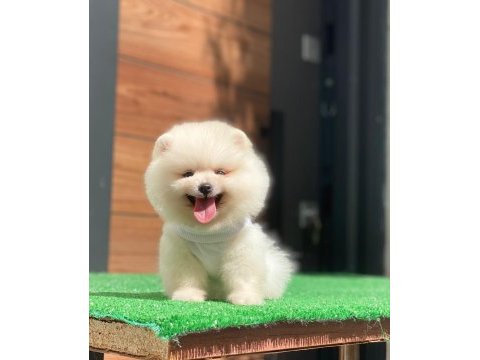Dünya tatlısı pomeranian yavrularım