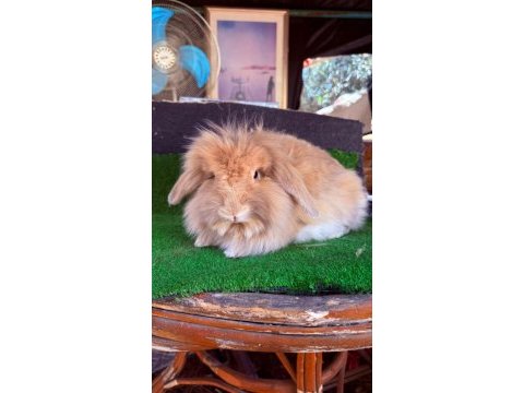7 aylık hollanda teddy ginepig