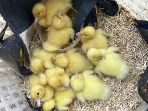 Ördek yavrularımız bebek