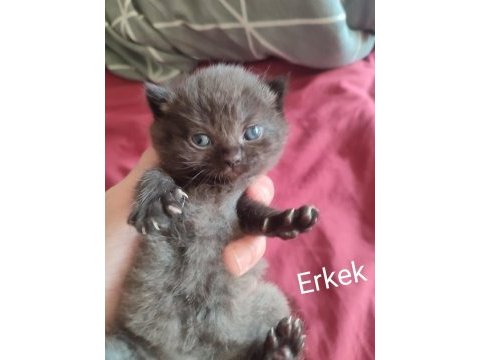 Show kalite british shorthair yavrular