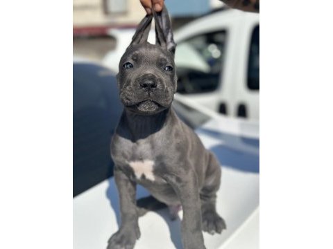 Dev cane corso yavruları