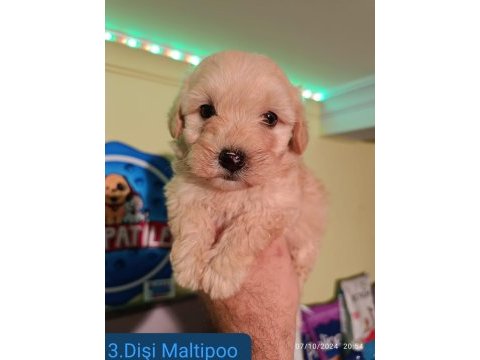 Maltipoo yavrular