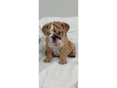 Anatomi harikası ingiliz bulldog bebekler