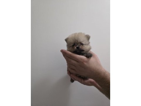 Beyaz ve orange ayı surat pomeranian minnoşlar