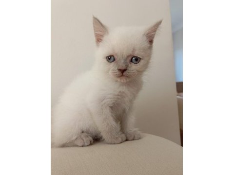 Safkan yavru harika kedilerim