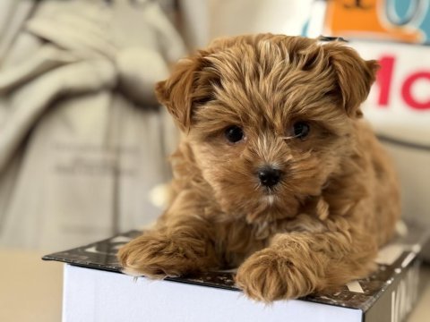 Çok özel tea cup morkie yavrumuz ziyarete açık