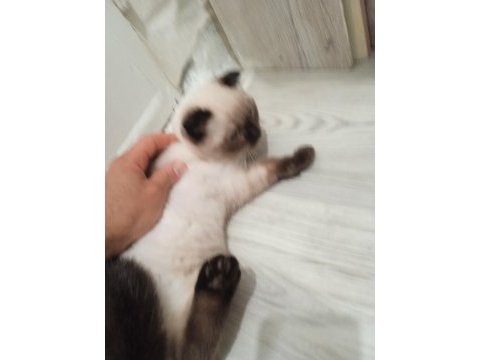 Kırık kulak dişi kedimiz