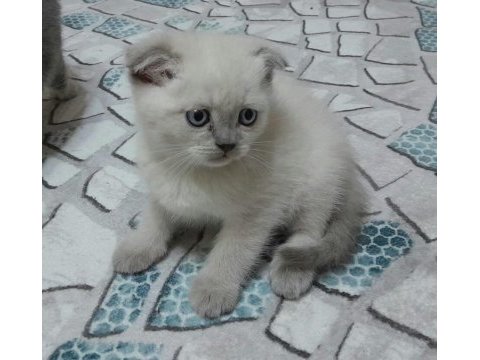 British shorthair