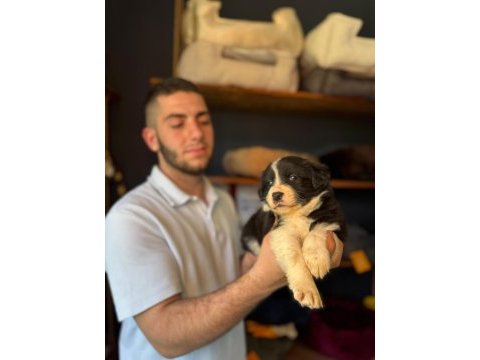 Zekasıyla şaşırtır sevgisiyle ısıtır border collie