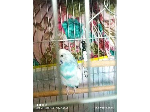 Mecbur kaldığım için satıyorum kuşlar
