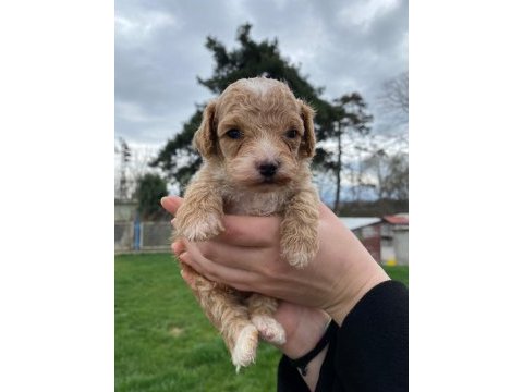 Toy poodle yavrular