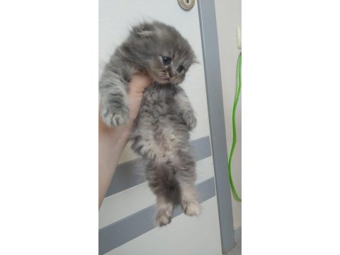 British shorthair