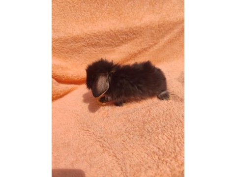 Hollanda teddy lop tavşanı
