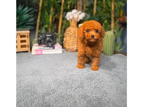 Garantili poodle bebekler