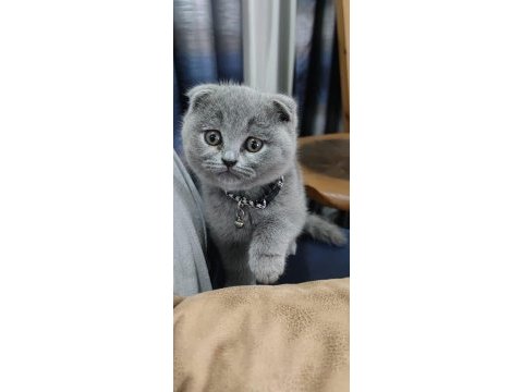 Scottish fold 3 aylık