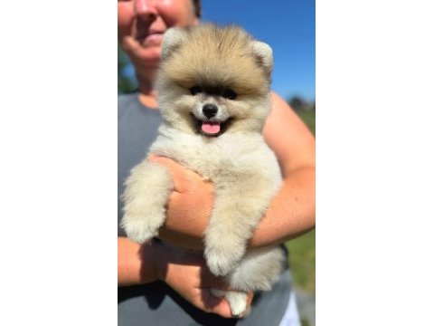 Yavru pomeranian boolarımız