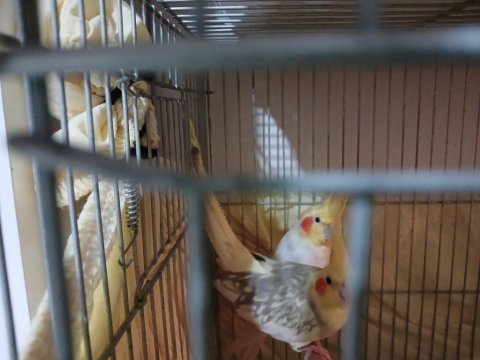 Sultan papağanı takım
