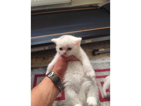 2 bembeyaz british shorthair kedisi