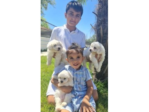 Safkan maltese terrıer (malta köpeği)