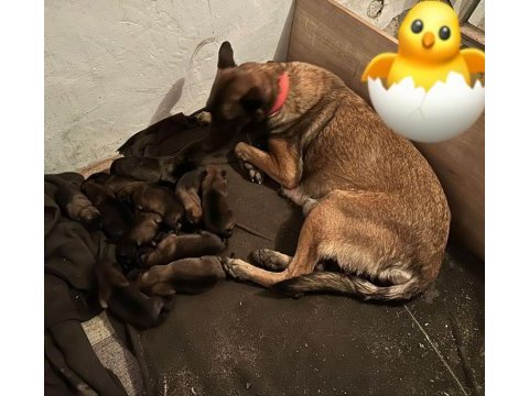 Hırs küpü malinois yavrular