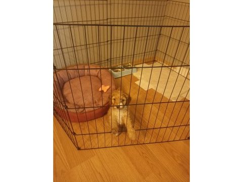 Sevimli erkek maltipoo