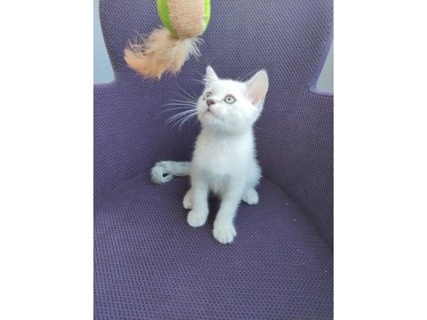 Misket gözlü british shorthair evlat