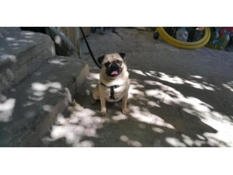 Pug mops ücretsiz açıklamayı okuyun