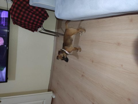 3 aylık iç dış parazit aşısı yapılmıştır terrier melezi