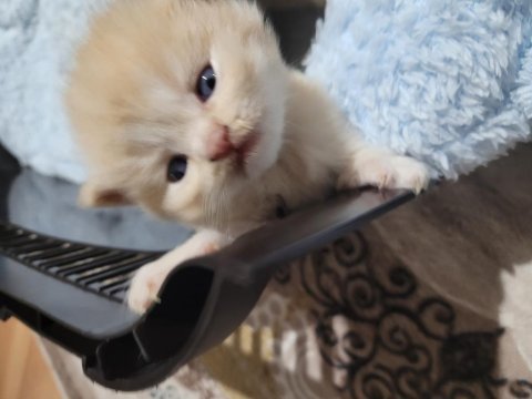 Scottish fold kedimiz 4 adet