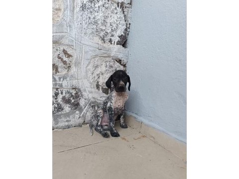 Puanter bebek köpeğimiz
