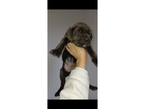 Yavru cane corso aslanlar piyasada